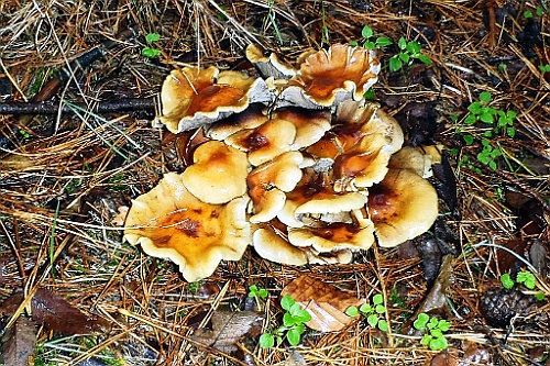 Vennenbos (10)
